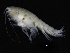  ( - ZMBN_112631)  @11 [ ] CreativeCommons - Attribution Non-Commercial Share-Alike (2018) University of Bergen Natural History Collections