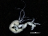  (Caprella cf. fretensis - ZMBN_112636)  @11 [ ] CreativeCommons - Attribution Non-Commercial Share-Alike (2018) University of Bergen Natural History Collections