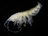  ( - ZMBN_112638)  @11 [ ] CreativeCommons - Attribution Non-Commercial Share-Alike (2018) University of Bergen Natural History Collections