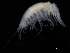  (Stenopleustes malmgreni - ZMBN_112643)  @11 [ ] CreativeCommons - Attribution Non-Commercial Share-Alike (2018) University of Bergen Natural History Collections