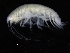  ( - ZMBN_112651)  @11 [ ] CreativeCommons - Attribution Non-Commercial Share-Alike (2018) University of Bergen Natural History Collections