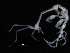  (Caprella cf. mutica - ZMBN_112652)  @11 [ ] CreativeCommons - Attribution Non-Commercial Share-Alike (2018) University of Bergen Natural History Collections