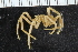  (Nymphon cf. hirtipes - ZMBN_112654)  @11 [ ] CreativeCommons - Attribution Non-Commercial Share-Alike (2039) University of Bergen Natural History Collections