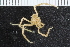  ( - ZMBN_112655)  @11 [ ] CreativeCommons - Attribution Non-Commercial Share-Alike (2040) University of Bergen Natural History Collections