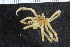  ( - ZMBN_112656)  @11 [ ] CreativeCommons - Attribution Non-Commercial Share-Alike (2041) University of Bergen Natural History Collections