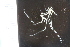  ( - ZMBN_112660)  @11 [ ] CreativeCommons - Attribution Non-Commercial Share-Alike (2045) University of Bergen Natural History Collections