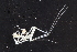  ( - ZMBN_112661)  @11 [ ] CreativeCommons - Attribution Non-Commercial Share-Alike (2046) University of Bergen Natural History Collections