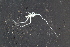  ( - ZMBN_112662)  @11 [ ] CreativeCommons - Attribution Non-Commercial Share-Alike (2047) University of Bergen Natural History Collections