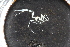  (Nymphon cf. leptocheles - ZMBN_112663)  @11 [ ] CreativeCommons - Attribution Non-Commercial Share-Alike (2048) University of Bergen Natural History Collections