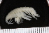  ( - ZMBN_112664)  @11 [ ] CreativeCommons - Attribution Non-Commercial Share-Alike (2049) University of Bergen Natural History Collections