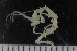  (Caprella cf. punctata - ZMBN_112669)  @11 [ ] CreativeCommons - Attribution Non-Commercial Share-Alike (2054) University of Bergen Natural History Collections
