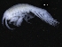  ( - ZMBN_112687)  @11 [ ] CreativeCommons - Attribution Non-Commercial Share-Alike (2019) University of Bergen Natural History Collections