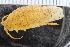  ( - ZMBN_116551)  @11 [ ] CreativeCommons - Attribution Non-Commercial Share-Alike (2017) University of Bergen Natural History Collections