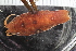  ( - ZMBN_116553)  @11 [ ] CreativeCommons - Attribution Non-Commercial Share-Alike (2017) University of Bergen Natural History Collections