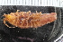  ( - ZMBN_116553)  @11 [ ] CreativeCommons - Attribution Non-Commercial Share-Alike (2017) University of Bergen Natural History Collections
