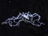  ( - ZMBN_126146)  @11 [ ] CreativeCommons - Attribution Non-Commercial Share-Alike (2018) University of Bergen Natural History Collections