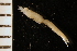  ( - ZMBN_126205)  @11 [ ] CreativeCommons - Attribution Non-Commercial Share-Alike (2018) University of Bergen Natural History Collections