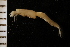  ( - ZMBN_126206)  @11 [ ] CreativeCommons - Attribution Non-Commercial Share-Alike (2018) University of Bergen Natural History Collections