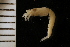  ( - ZMBN_126239)  @11 [ ] CreativeCommons - Attribution Non-Commercial Share-Alike (2018) University of Bergen Natural History Collections