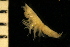  ( - ZMBN_126260)  @11 [ ] CreativeCommons - Attribution Non-Commercial Share-Alike (2018) University of Bergen Natural History Collections