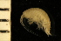  ( - ZMBN_126263)  @11 [ ] CreativeCommons - Attribution Non-Commercial Share-Alike (2018) University of Bergen Natural History Collections