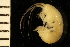  ( - ZMBN_126264)  @11 [ ] CreativeCommons - Attribution Non-Commercial Share-Alike (2018) University of Bergen Natural History Collections