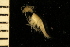  ( - ZMBN_126265)  @11 [ ] CreativeCommons - Attribution Non-Commercial Share-Alike (2018) University of Bergen Natural History Collections