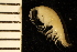  ( - ZMBN_126272)  @11 [ ] CreativeCommons - Attribution Non-Commercial Share-Alike (2018) University of Bergen Natural History Collections
