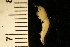  ( - ZMBN_126278)  @11 [ ] CreativeCommons - Attribution Non-Commercial Share-Alike (2018) University of Bergen Natural History Collections