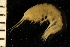  ( - ZMBN_126279)  @11 [ ] CreativeCommons - Attribution Non-Commercial Share-Alike (2018) University of Bergen Natural History Collections