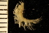  ( - ZMBN_126282)  @11 [ ] CreativeCommons - Attribution Non-Commercial Share-Alike (2018) University of Bergen Natural History Collections