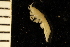  ( - ZMBN_126283)  @11 [ ] CreativeCommons - Attribution Non-Commercial Share-Alike (2018) University of Bergen Natural History Collections