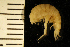  ( - ZMBN_126284)  @11 [ ] CreativeCommons - Attribution Non-Commercial Share-Alike (2018) University of Bergen Natural History Collections