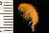  ( - ZMBN_126291)  @11 [ ] CreativeCommons - Attribution Non-Commercial Share-Alike (2018) University of Bergen Natural History Collections