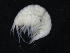  ( - ZMBN_126293)  @11 [ ] CreativeCommons - Attribution Non-Commercial Share-Alike (2018) University of Bergen Natural History Collections