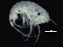  ( - ZMBN_126310)  @11 [ ] CreativeCommons - Attribution Non-Commercial Share-Alike (2018) University of Bergen Natural History Collections