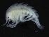  ( - ZMBN_126314)  @11 [ ] CreativeCommons - Attribution Non-Commercial Share-Alike (2018) University of Bergen Natural History Collections