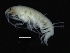  ( - ZMBN_126315)  @11 [ ] CreativeCommons - Attribution Non-Commercial Share-Alike (2018) University of Bergen Natural History Collections