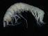  ( - ZMBN_126316)  @11 [ ] CreativeCommons - Attribution Non-Commercial Share-Alike (2018) University of Bergen Natural History Collections