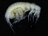  (Deflexilodes tenuirostratus - ZMBN_126317)  @11 [ ] CreativeCommons - Attribution Non-Commercial Share-Alike (2018) University of Bergen Natural History Collections