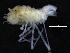  ( - ZMBN_126327)  @11 [ ] CreativeCommons - Attribution Non-Commercial Share-Alike (2018) University of Bergen Natural History Collections