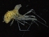  ( - ZMBN_126332)  @11 [ ] CreativeCommons - Attribution Non-Commercial Share-Alike (2018) University of Bergen Natural History Collections