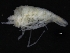  ( - ZMBN_126334)  @11 [ ] CreativeCommons - Attribution Non-Commercial Share-Alike (2018) University of Bergen Natural History Collections