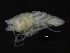 ( - ZMBN_126339)  @11 [ ] CreativeCommons - Attribution Non-Commercial Share-Alike (2018) University of Bergen Natural History Collections