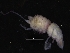  ( - ZMBN_126340)  @11 [ ] CreativeCommons - Attribution Non-Commercial Share-Alike (2018) University of Bergen Natural History Collections