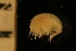  (Odius cf. carinatus - ZMBN_126343)  @11 [ ] CreativeCommons - Attribution Non-Commercial Share-Alike (2019) University of Bergen Natural History Collections