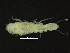  ( - ZMBN_126399)  @11 [ ] CreativeCommons - Attribution Non-Commercial Share-Alike (2019) University of Bergen Natural History Collections