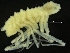  ( - ZMBN_126400)  @11 [ ] CreativeCommons - Attribution Non-Commercial Share-Alike (2019) University of Bergen Natural History Collections