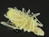  ( - ZMBN_126400)  @11 [ ] CreativeCommons - Attribution Non-Commercial Share-Alike (2019) University of Bergen Natural History Collections