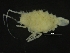  ( - ZMBN_126401)  @11 [ ] CreativeCommons - Attribution Non-Commercial Share-Alike (2019) University of Bergen Natural History Collections